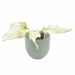 Caladium white lance-leaf large flower pot  