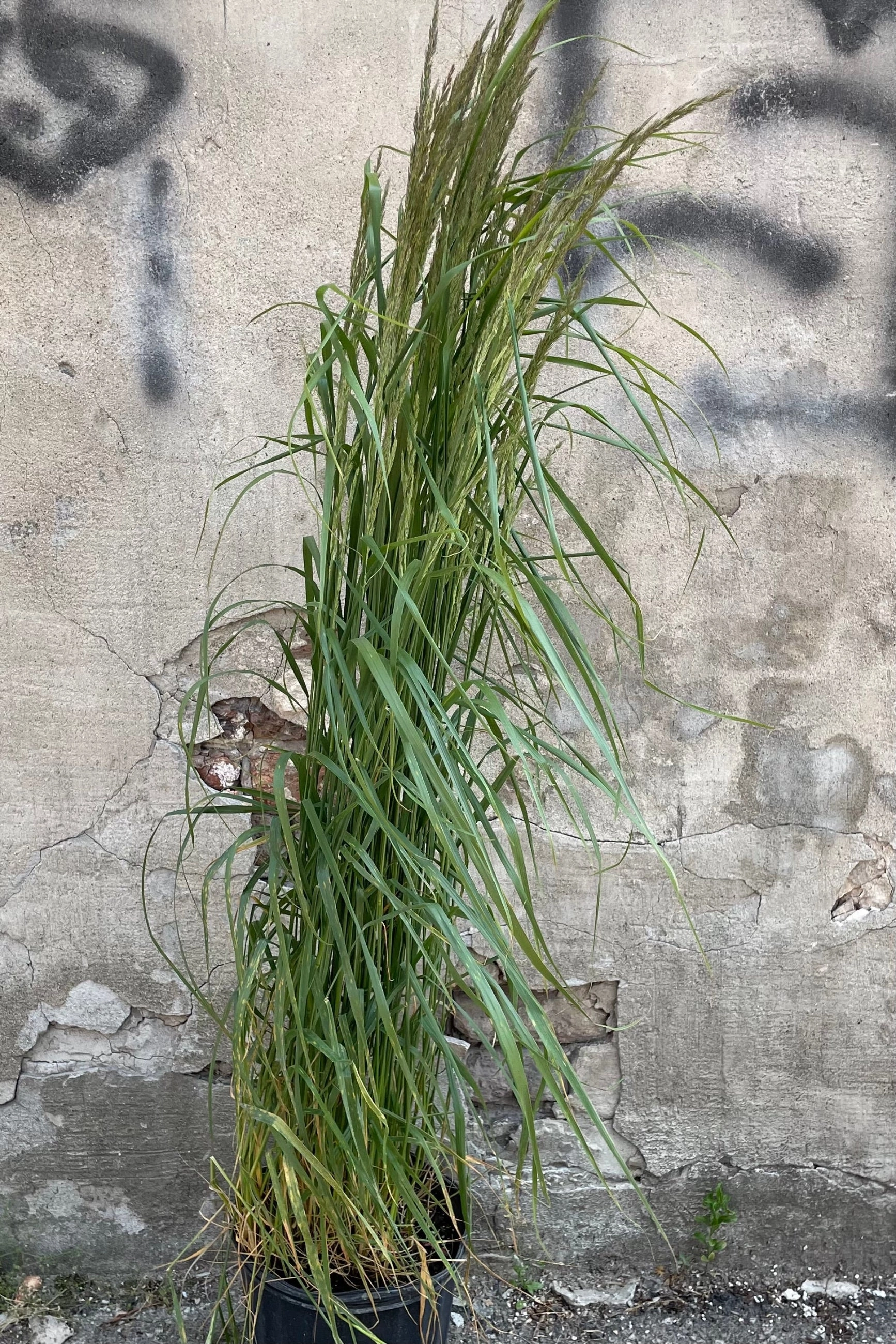 Calamagrostis a. 'Karl Foerster' #3