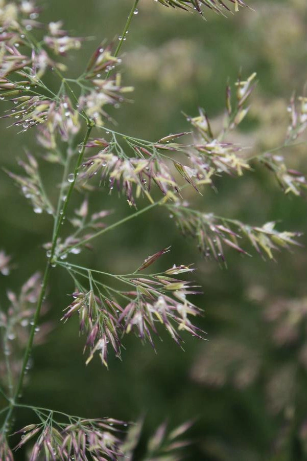 Calamagrostis a. 'Karl Foerster' #3