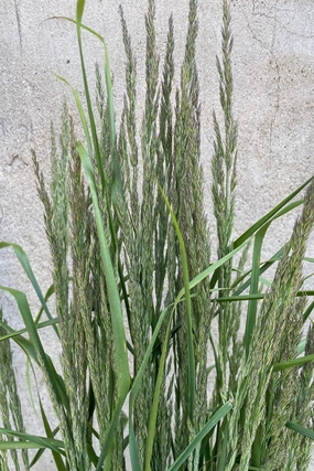 Calamagrostis a. 'Karl Foerster' #3 decorative flowerpot  