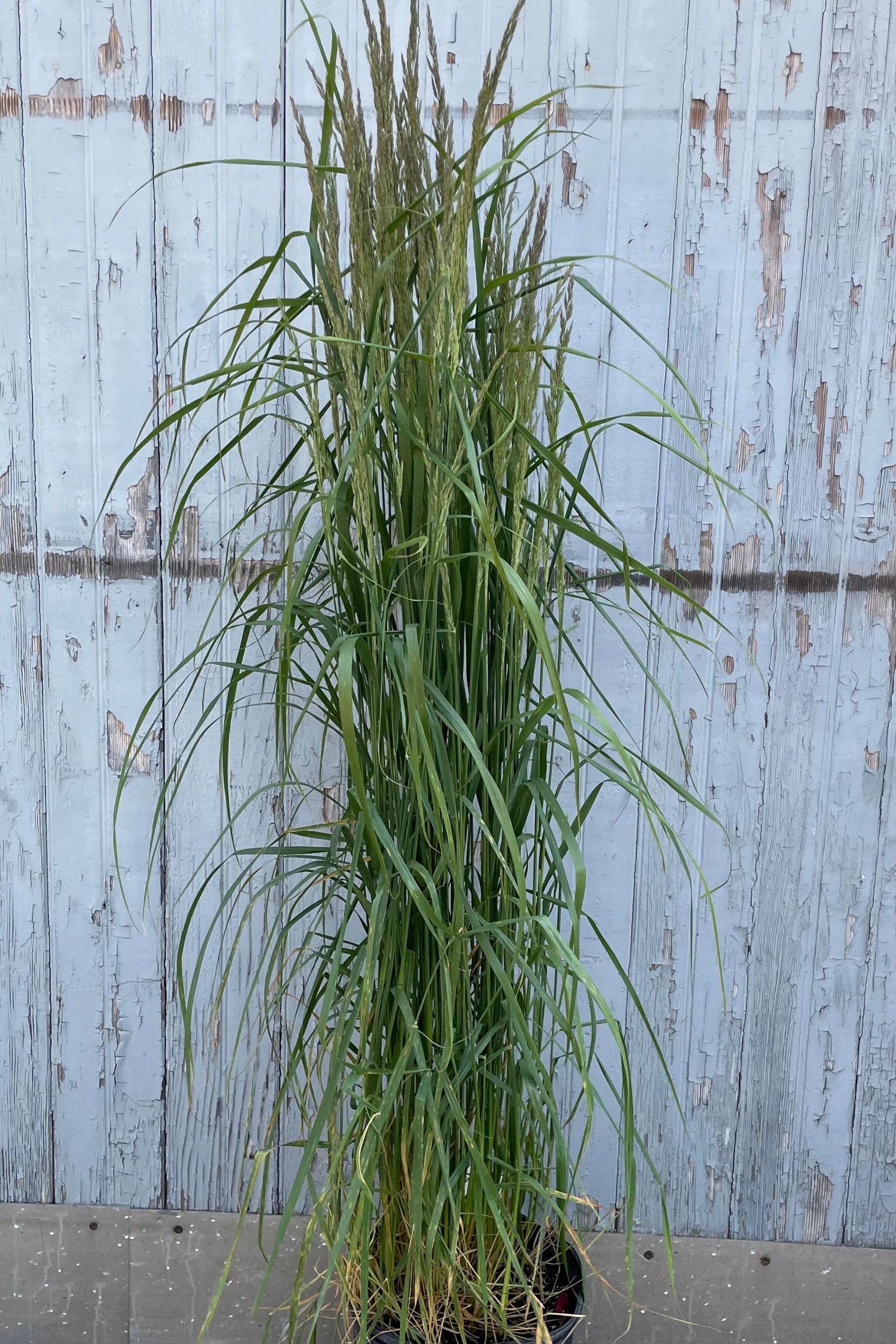 Calamagrostis a. 'Karl Foerster' #3