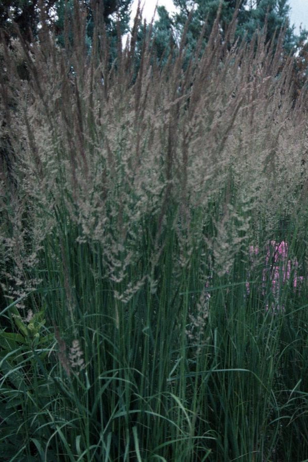 Calamagrostis a. 'Karl Foerster' #3