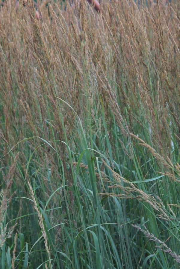 Calamagrostis a. 'Karl Foerster' #3