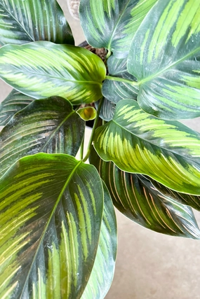 Calathea 'Beauty Star' 6" medium flower pot  