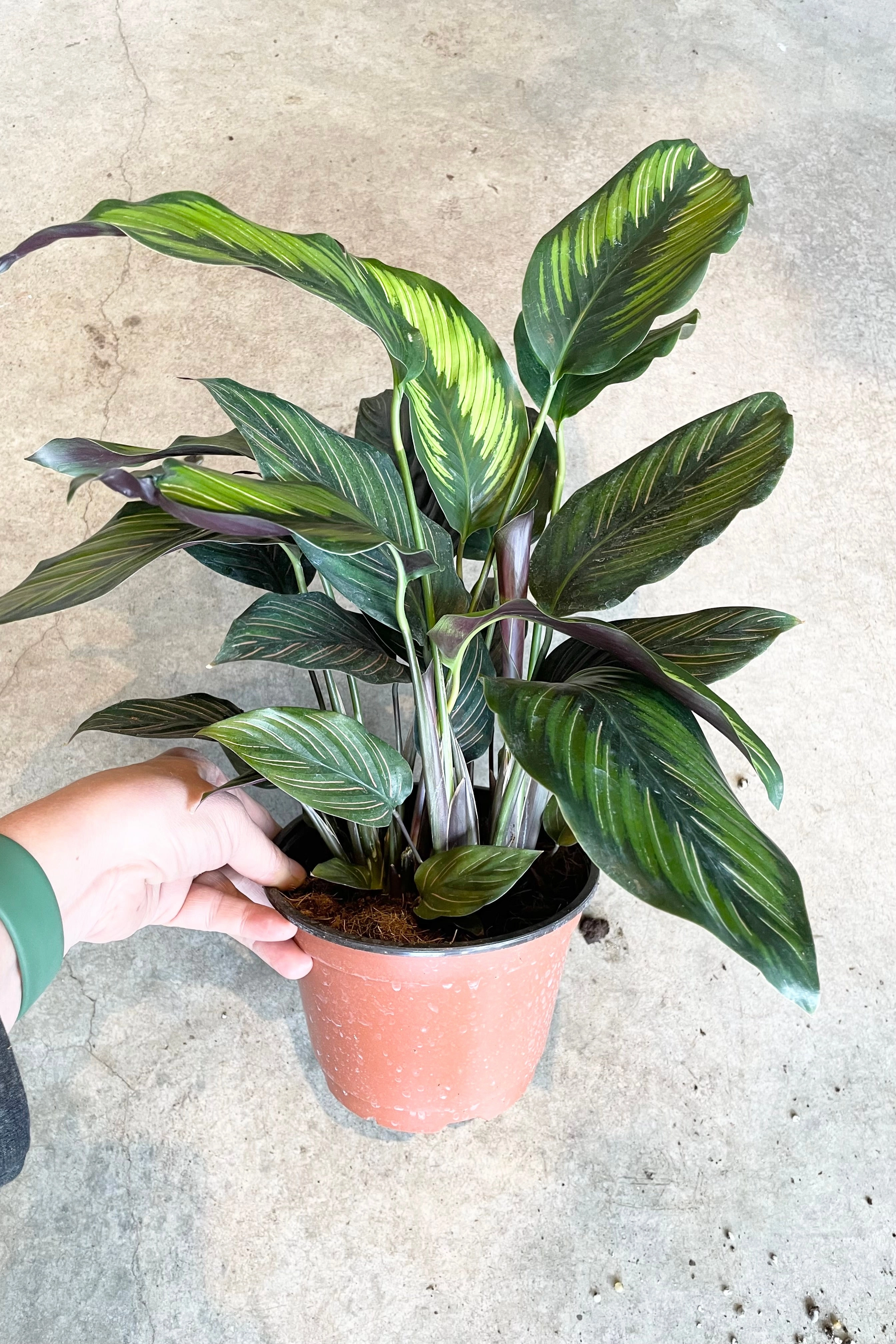 Calathea 'Beauty Star' 6"
