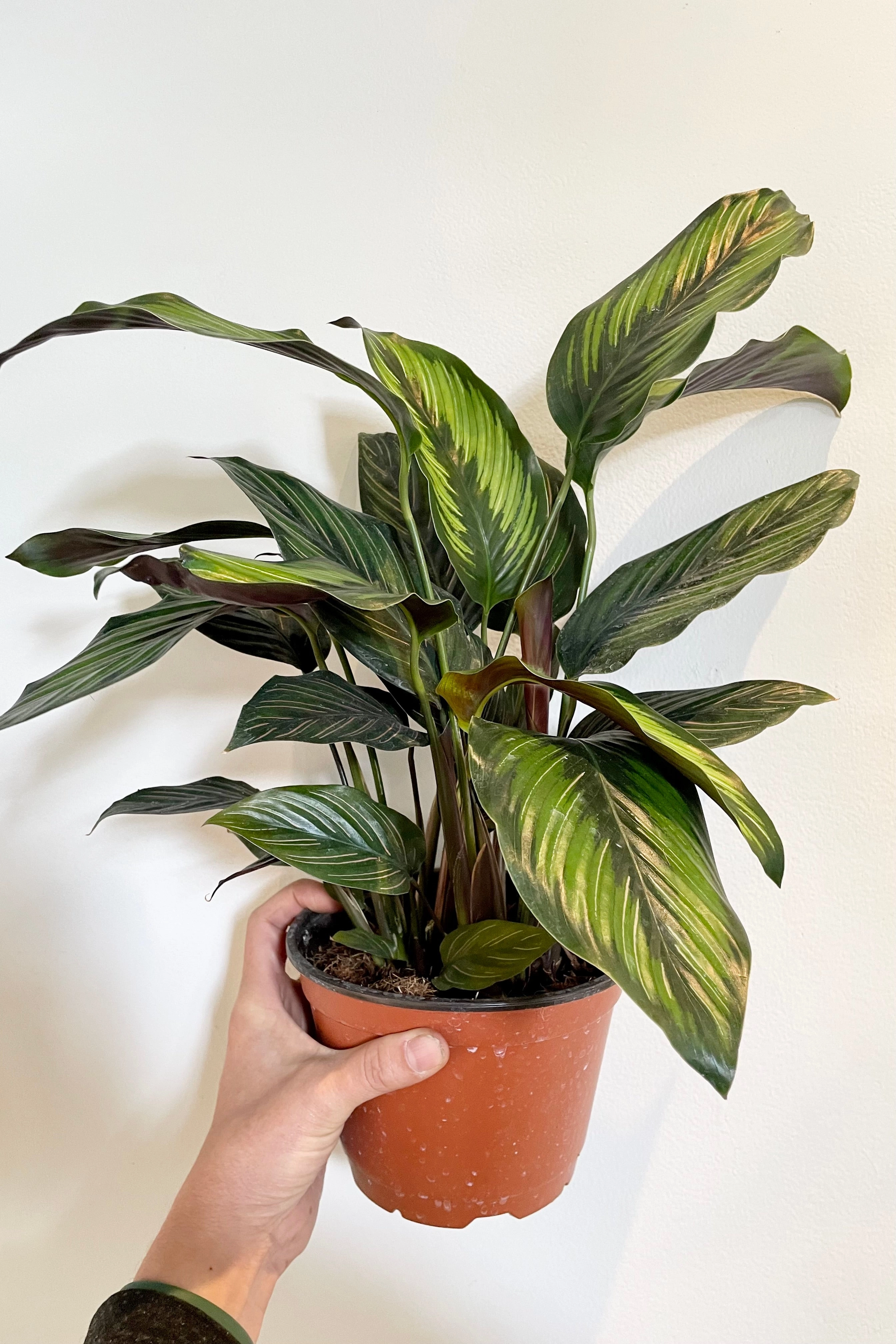 Calathea 'Beauty Star' 6"