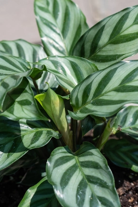 Calathea 'Freddie' 6" medium flower pot  