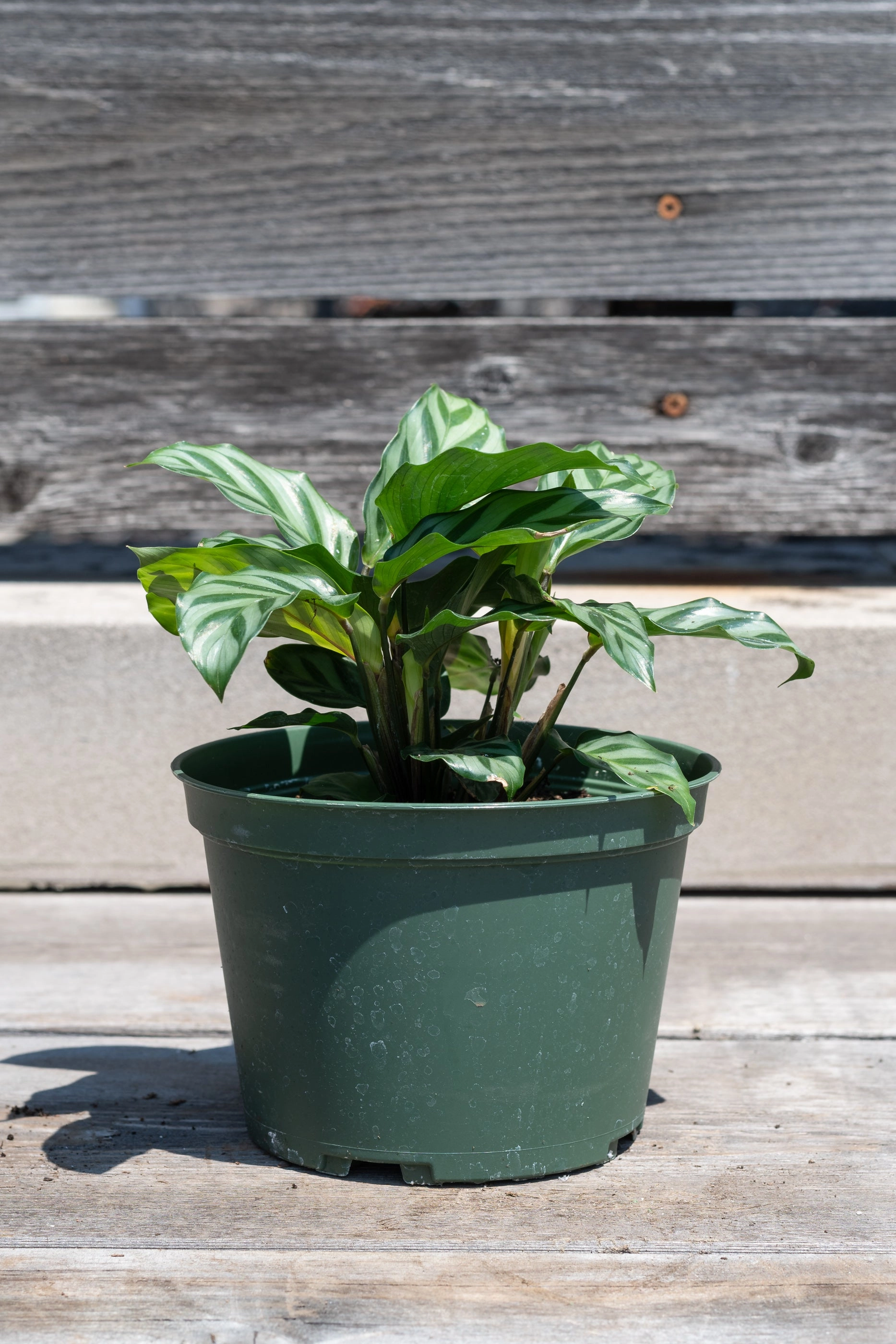 Calathea 'Freddie' 6"