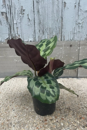 Calathea 'Helen Kennedy' 4" medium flower pot  