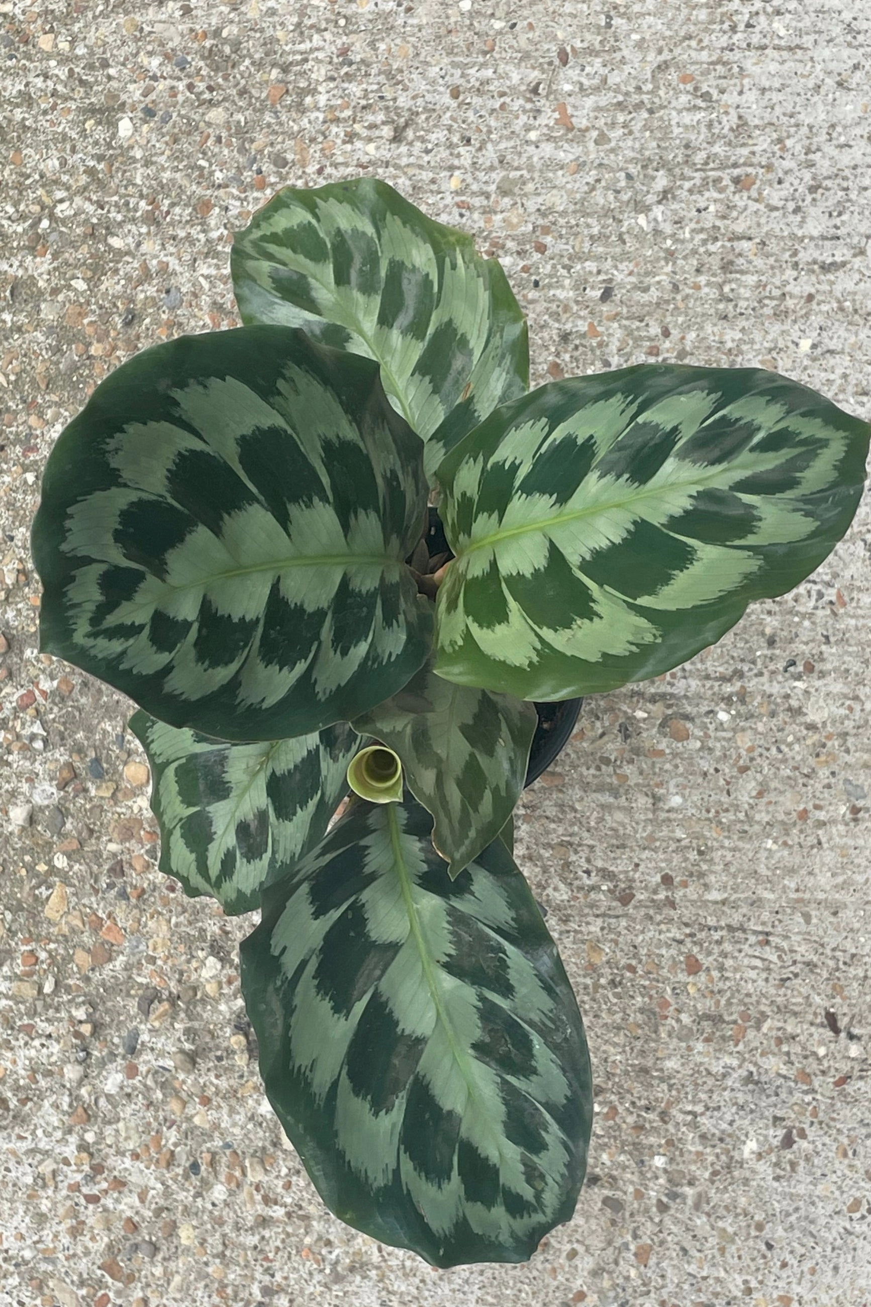 Calathea 'Helen Kennedy' 4"
