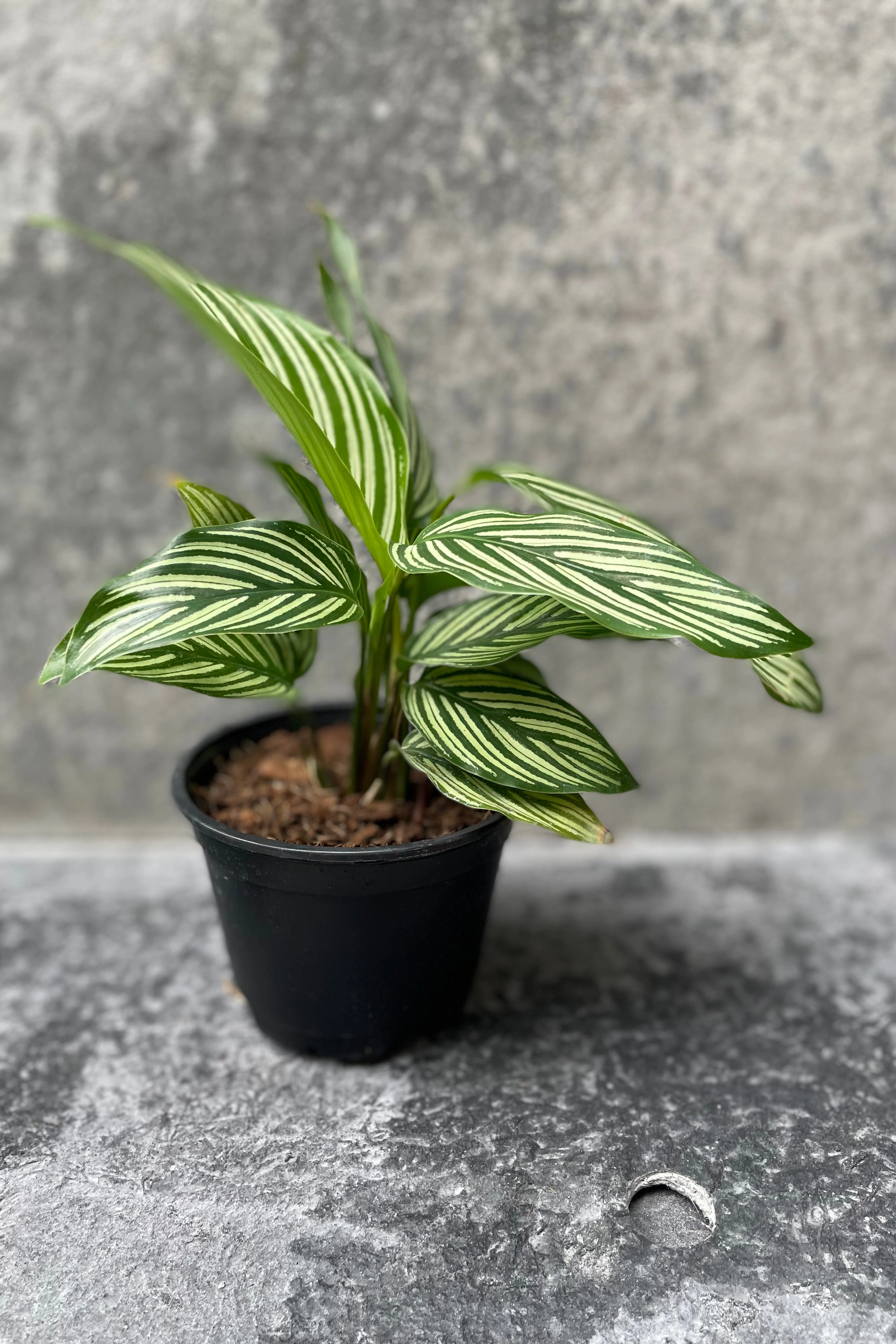 Calathea elliptica 'Vittata' 4"