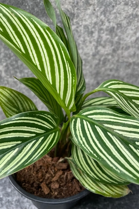 Calathea elliptica 'Vittata' 4" medium flower pot  