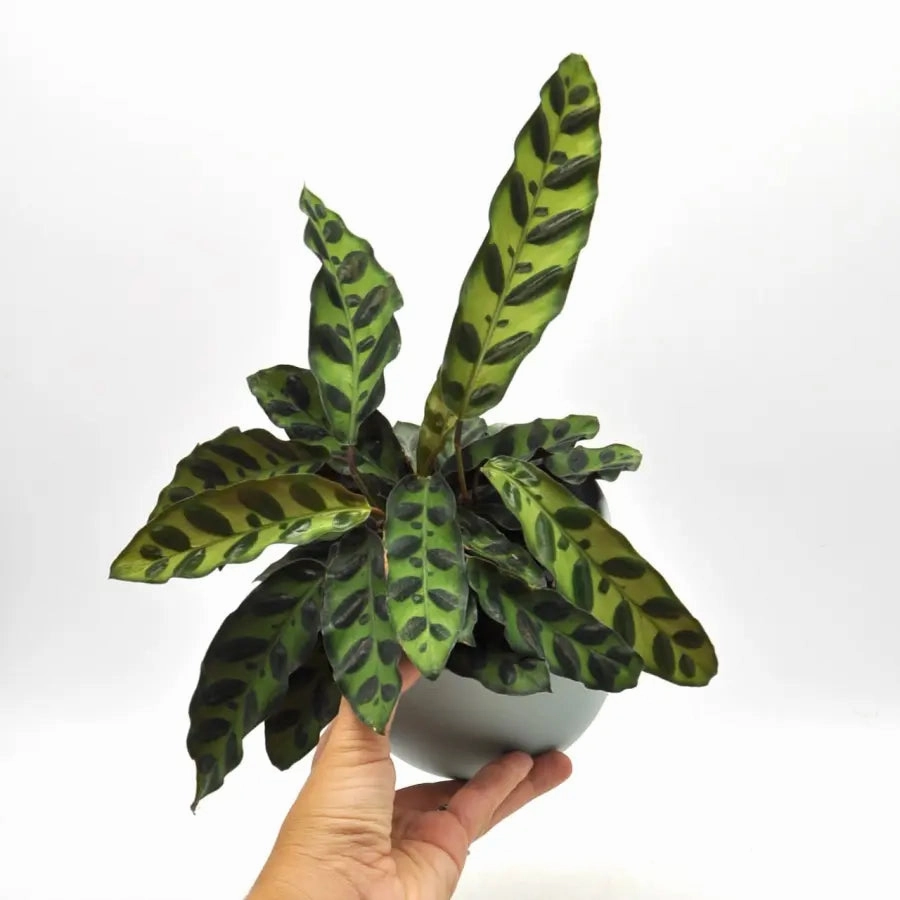 Calathea insignis