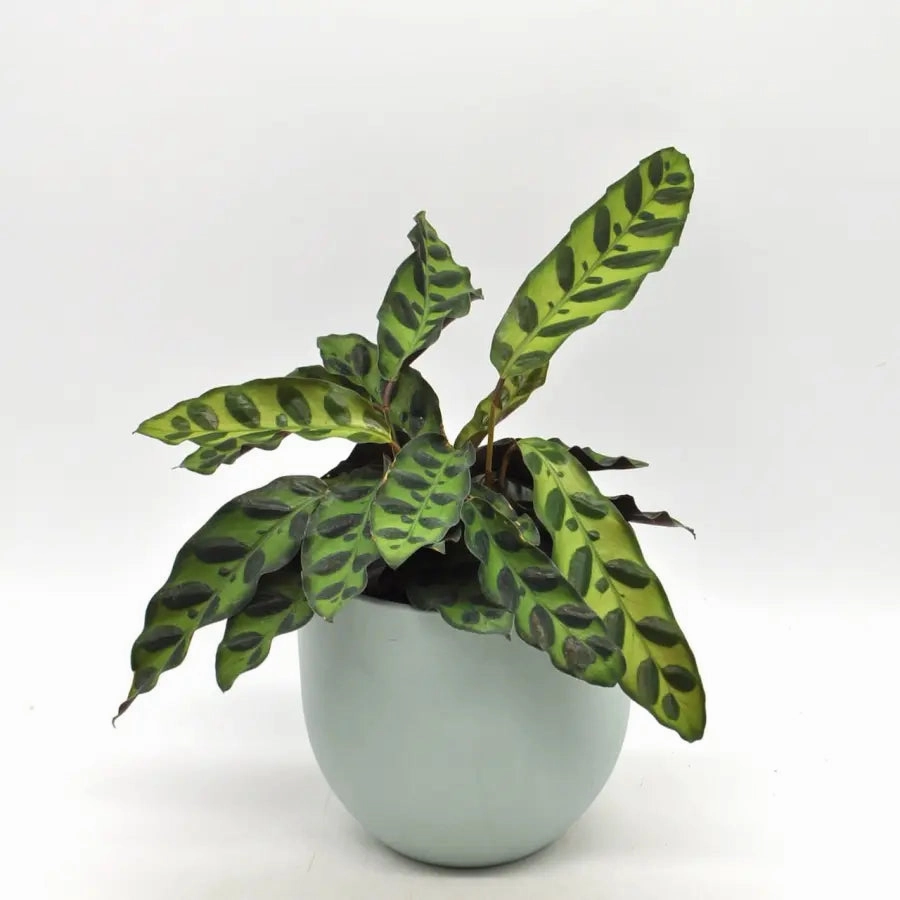 Calathea insignis large flower pot  