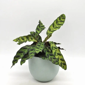 Calathea insignis large flower pot  