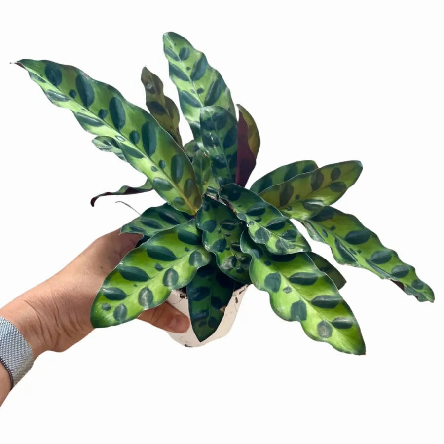Calathea insignis
