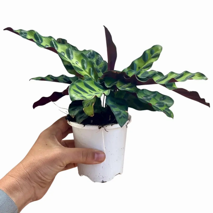 Calathea insignis