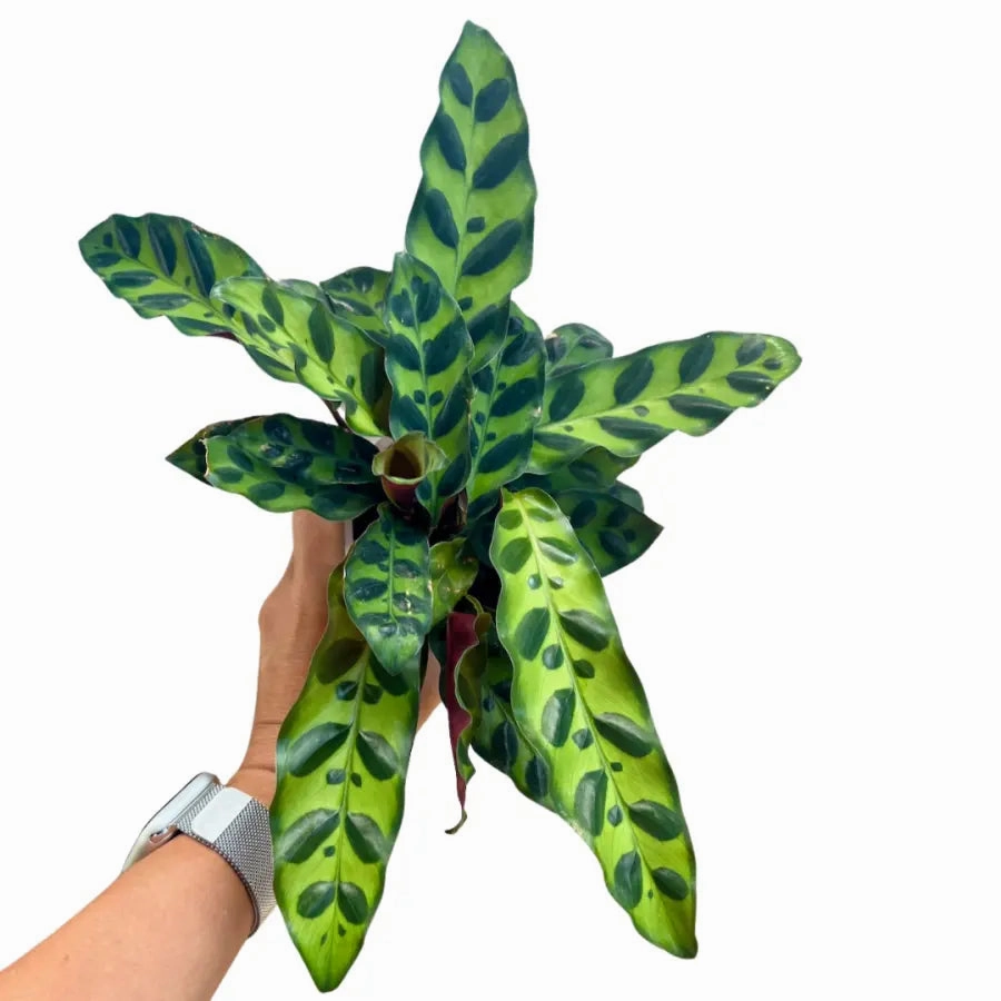 Calathea insignis