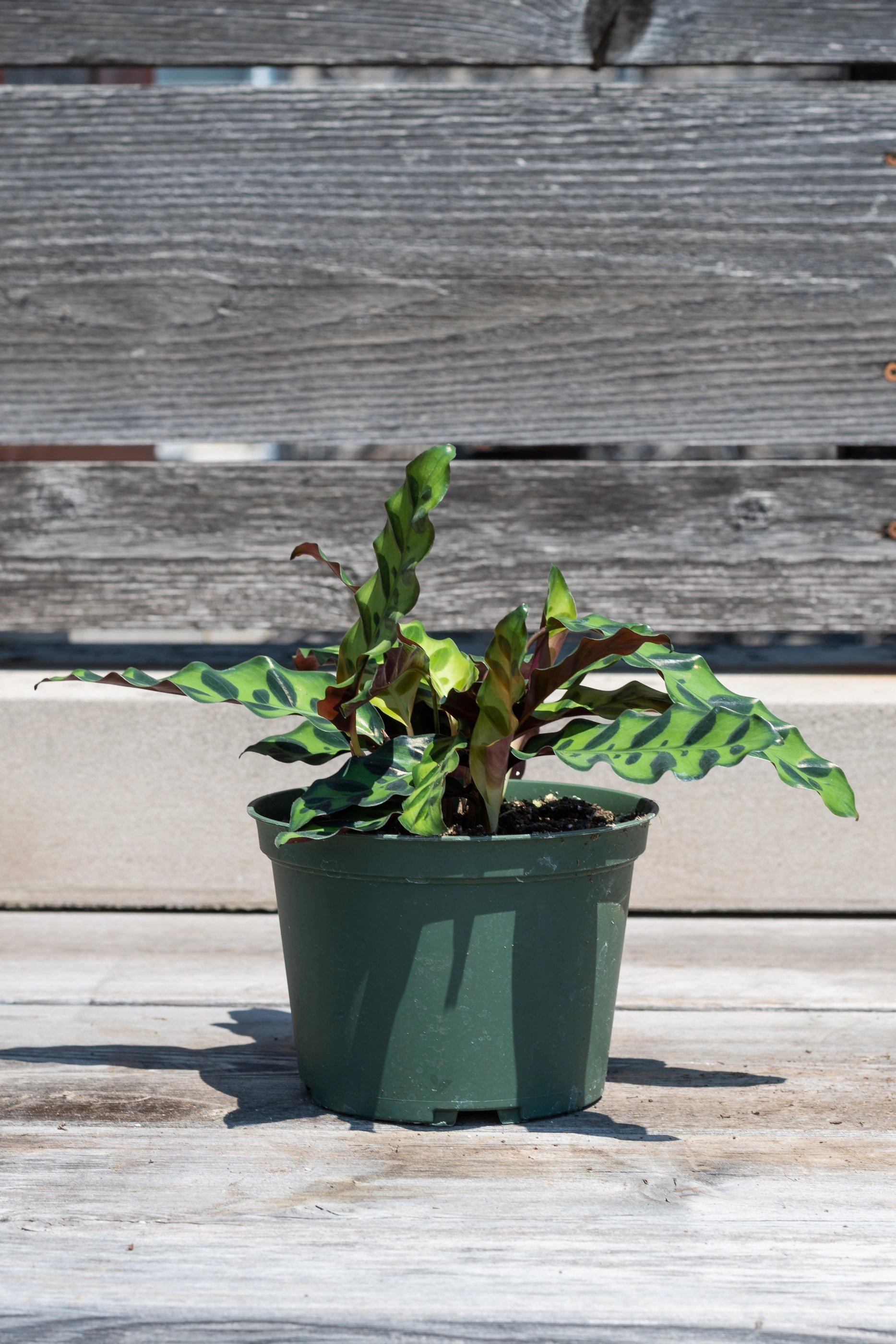 Calathea lancifolia 6"