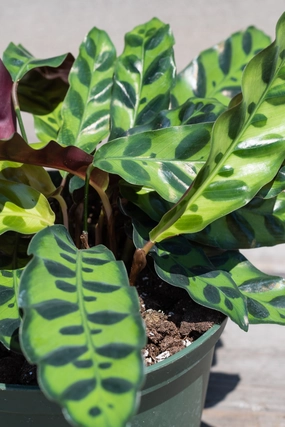 Calathea lancifolia 6" medium flower pot  