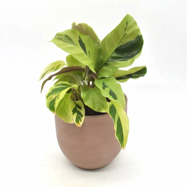 Calathea louisae 'Thai Beauty' large flower pot  