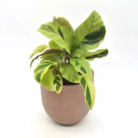 Calathea louisae 'Thai Beauty' large flower pot  