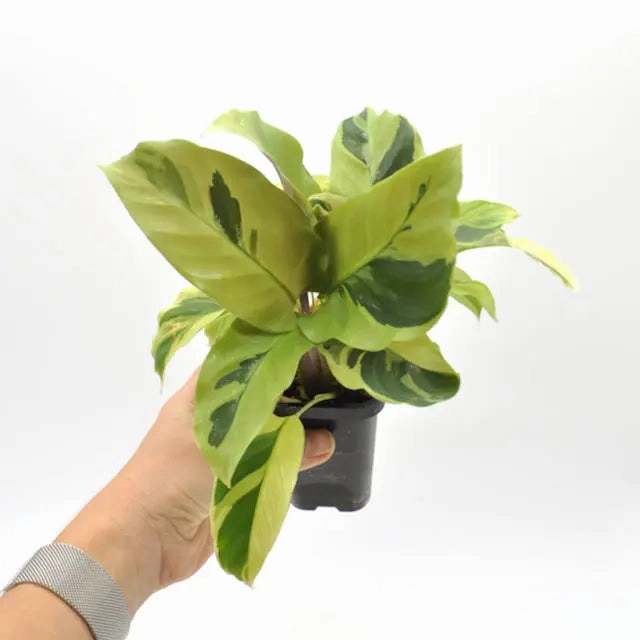 Calathea louisae 'Thai Beauty'
