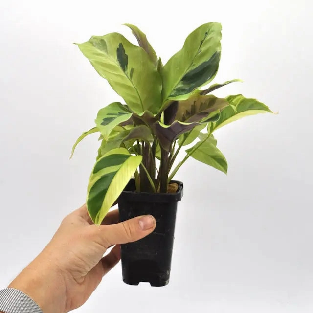 Calathea louisae 'Thai Beauty'
