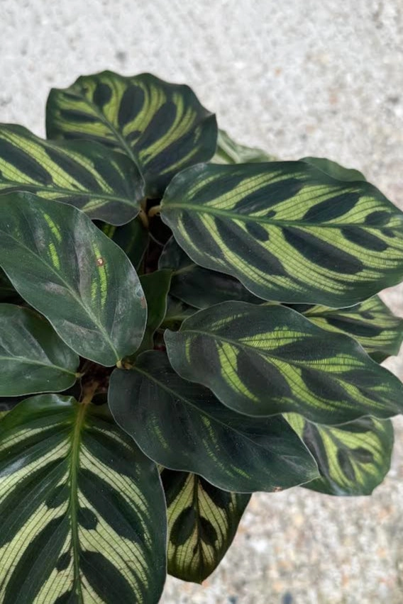 Calathea makoyana "Peacock Calathea" 5" medium flower pot  