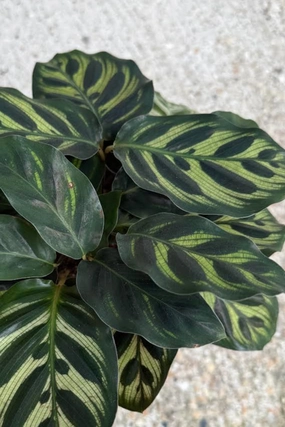 Calathea makoyana "Peacock Calathea" 5" medium flower pot  