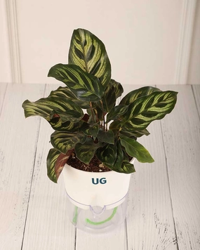 Calathea Peacock in Self Watering Pot medium flower pot  