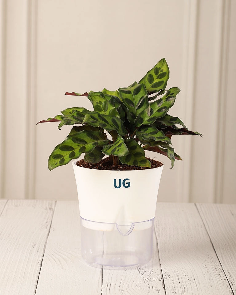 Calathea Rattlesnake in Self Watering Pot medium flower pot  