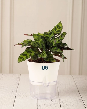 Calathea Rattlesnake in Self Watering Pot medium flower pot  