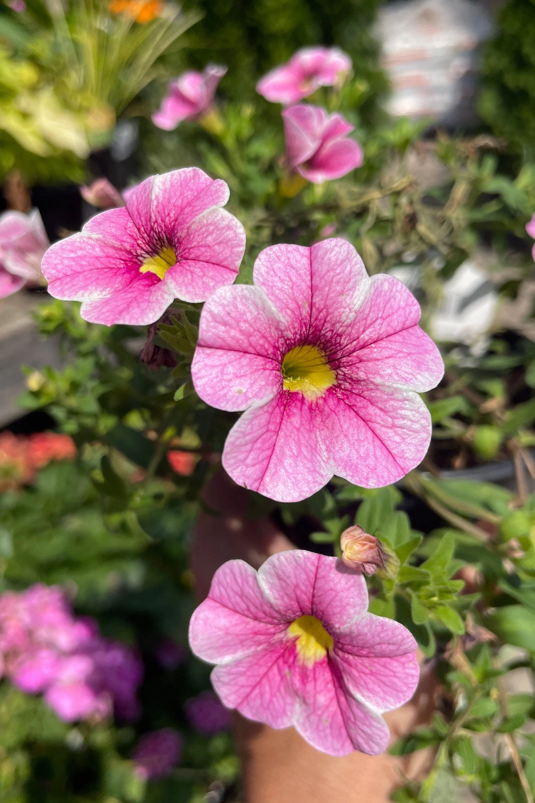 Calibrachoa (assorted) 4.5"