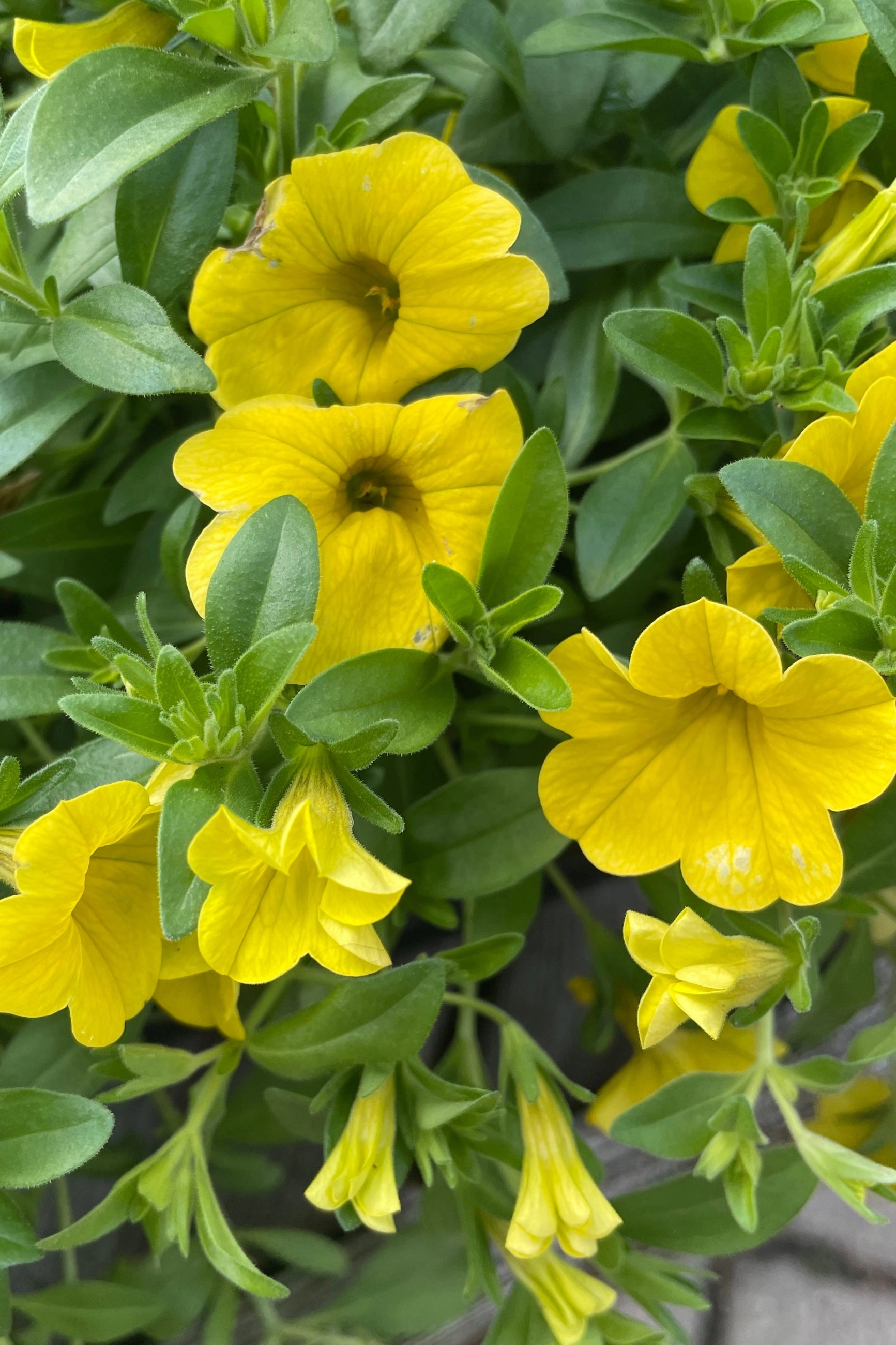 Calibrachoa (assorted) 4.5"