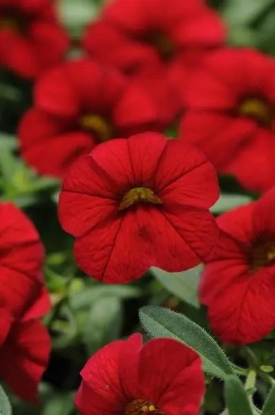 Calibrachoa (assorted) 4.5"