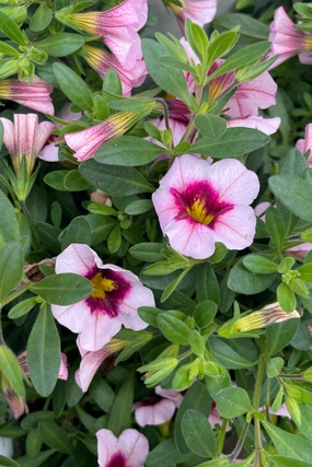 Calibrachoa (assorted) 4.5" decorative flowerpot  