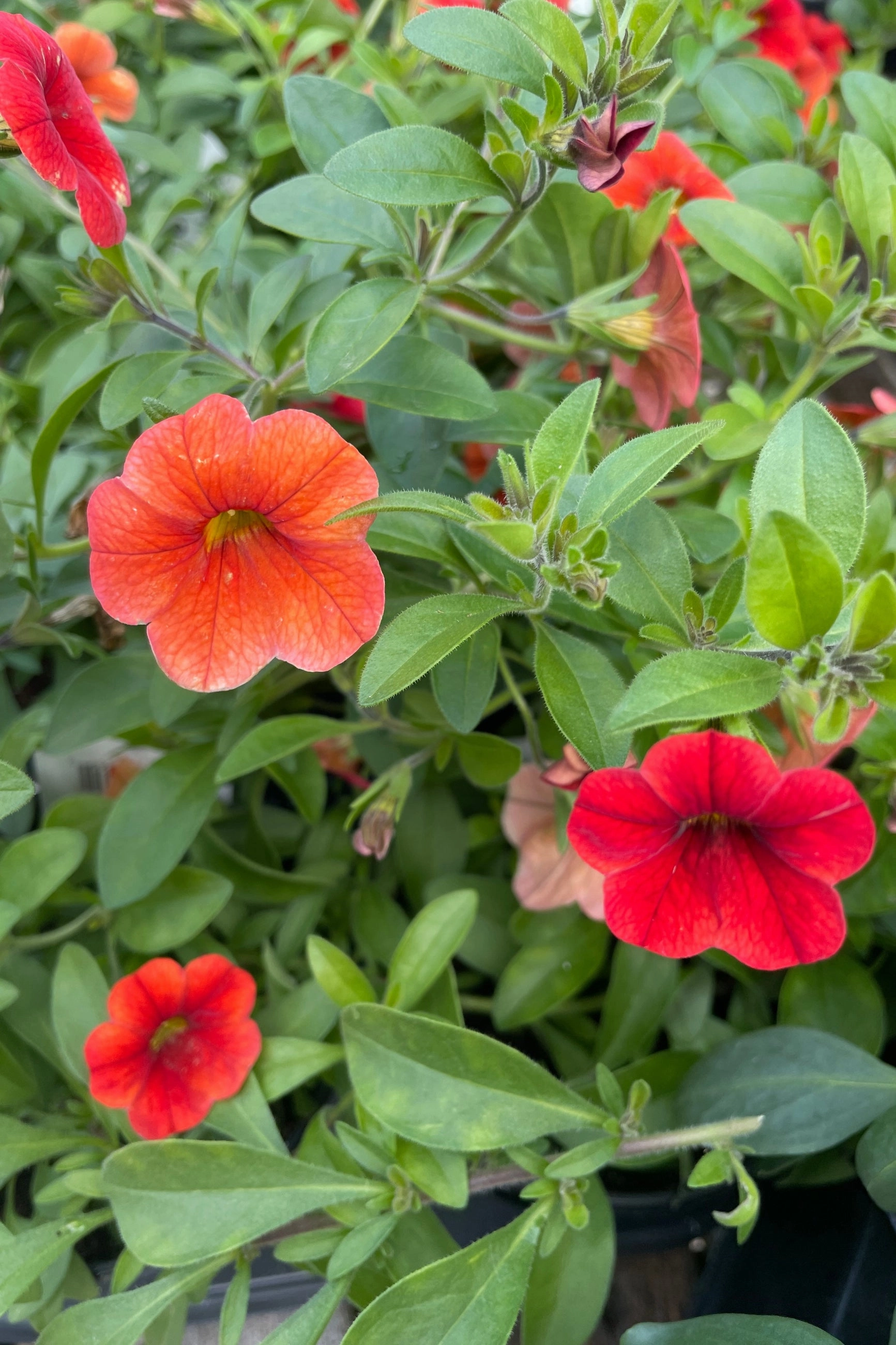 Calibrachoa (assorted) 4.5"