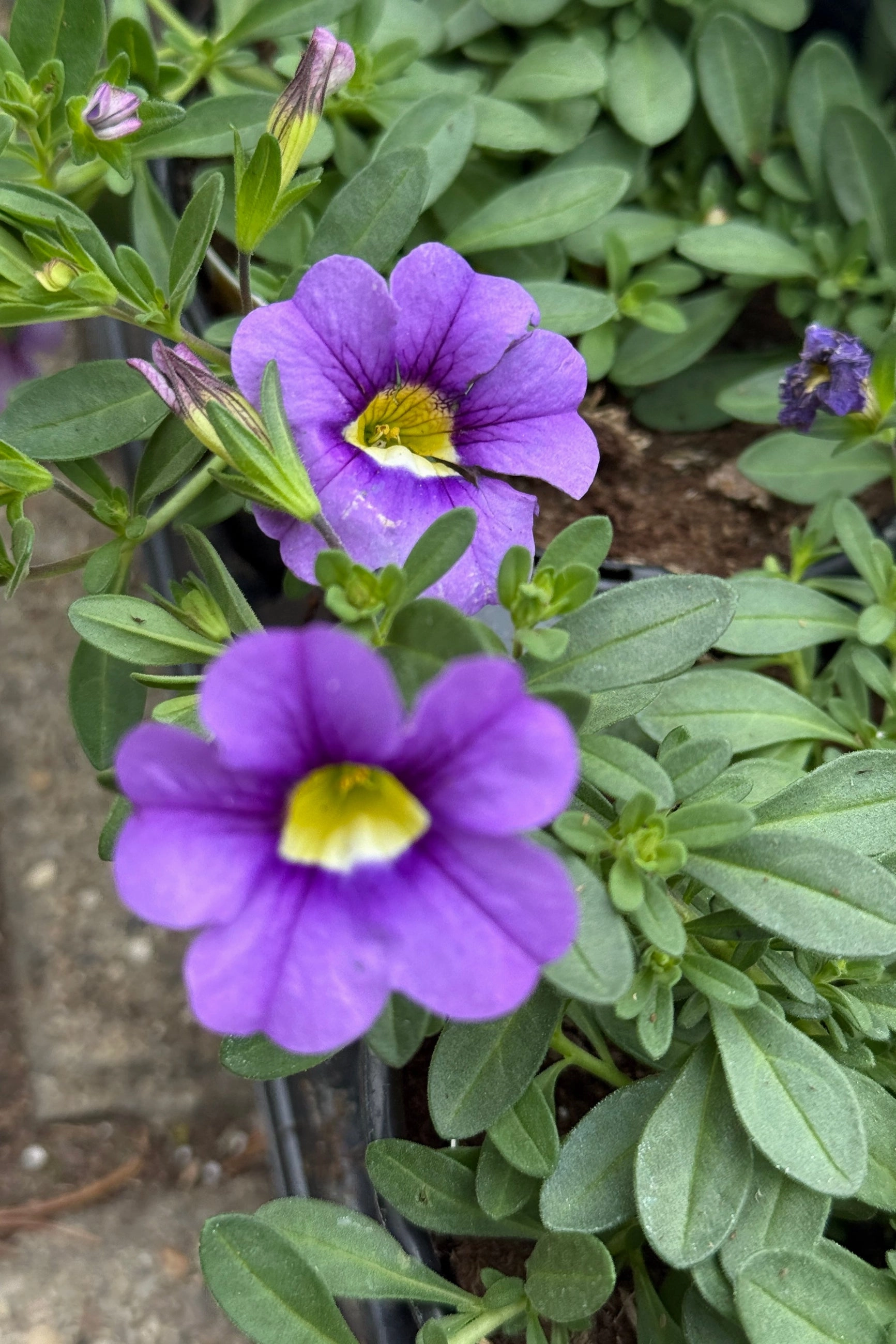 Calibrachoa (assorted) 4.5"