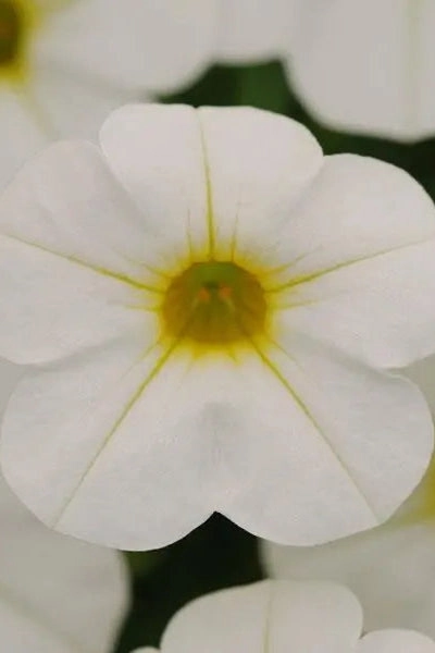 Calibrachoa (assorted) 4.5"