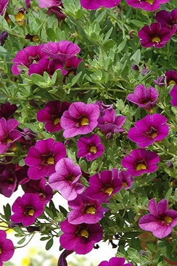 Calibrachoa (assorted) 4.5"