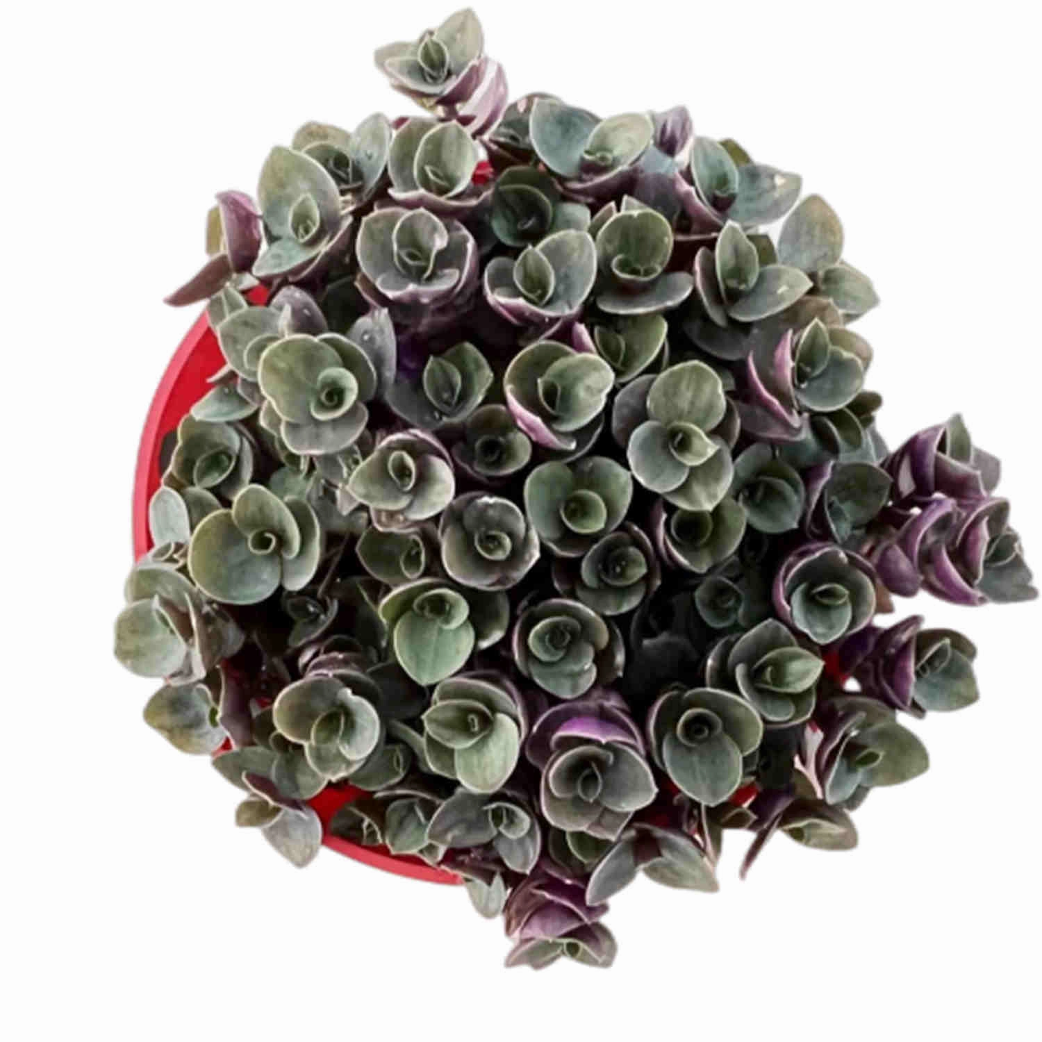 Callisia Repens Sedum (4 inch) mini ornamental plant  
