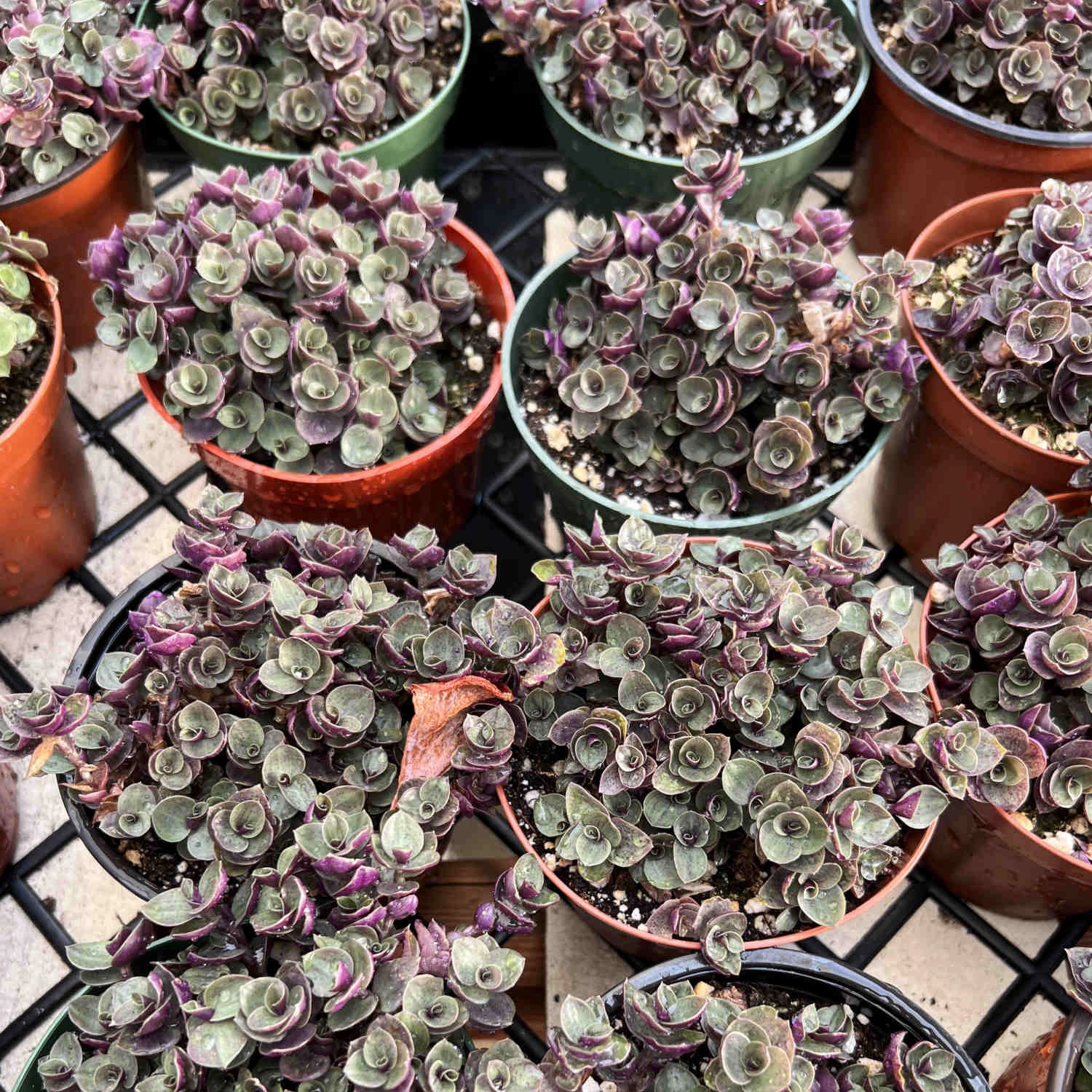 Callisia Repens Sedum (4 inch)