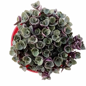 Callisia Repens Sedum (4 inch) mini ornamental plant  