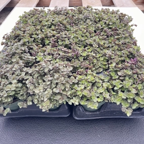 Callisia Repens Sedum Bulk 20 Tray - 4in Pot mini ornamental plant  