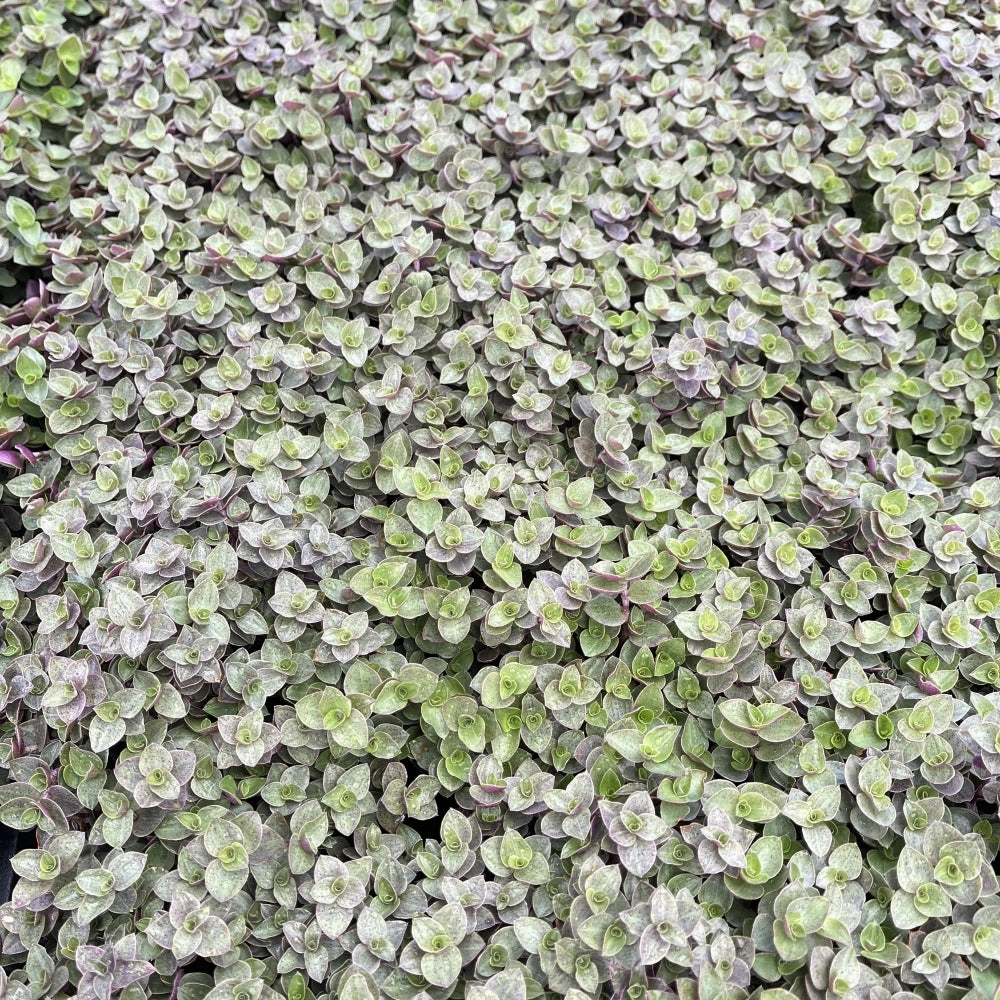 Callisia Repens Sedum Bulk 20 Tray - 4in Pot