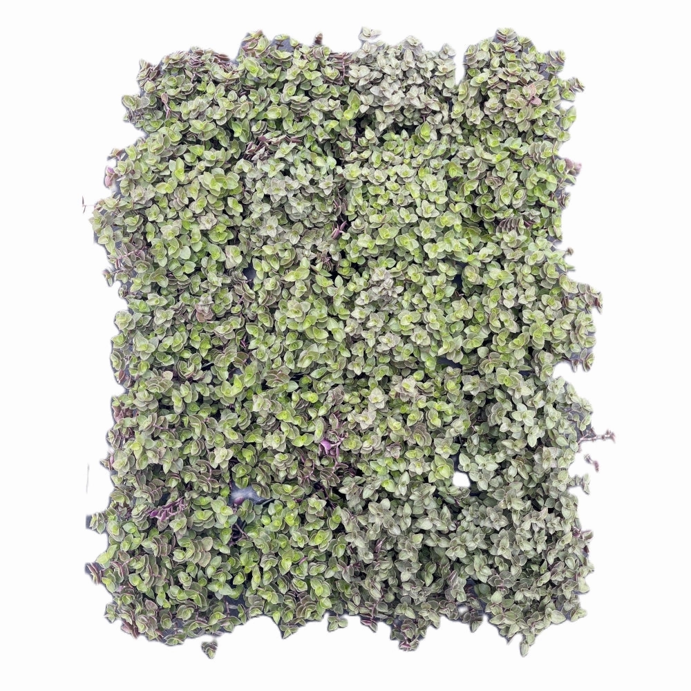 Callisia Repens Sedum Bulk 20 Tray - 4in Pot