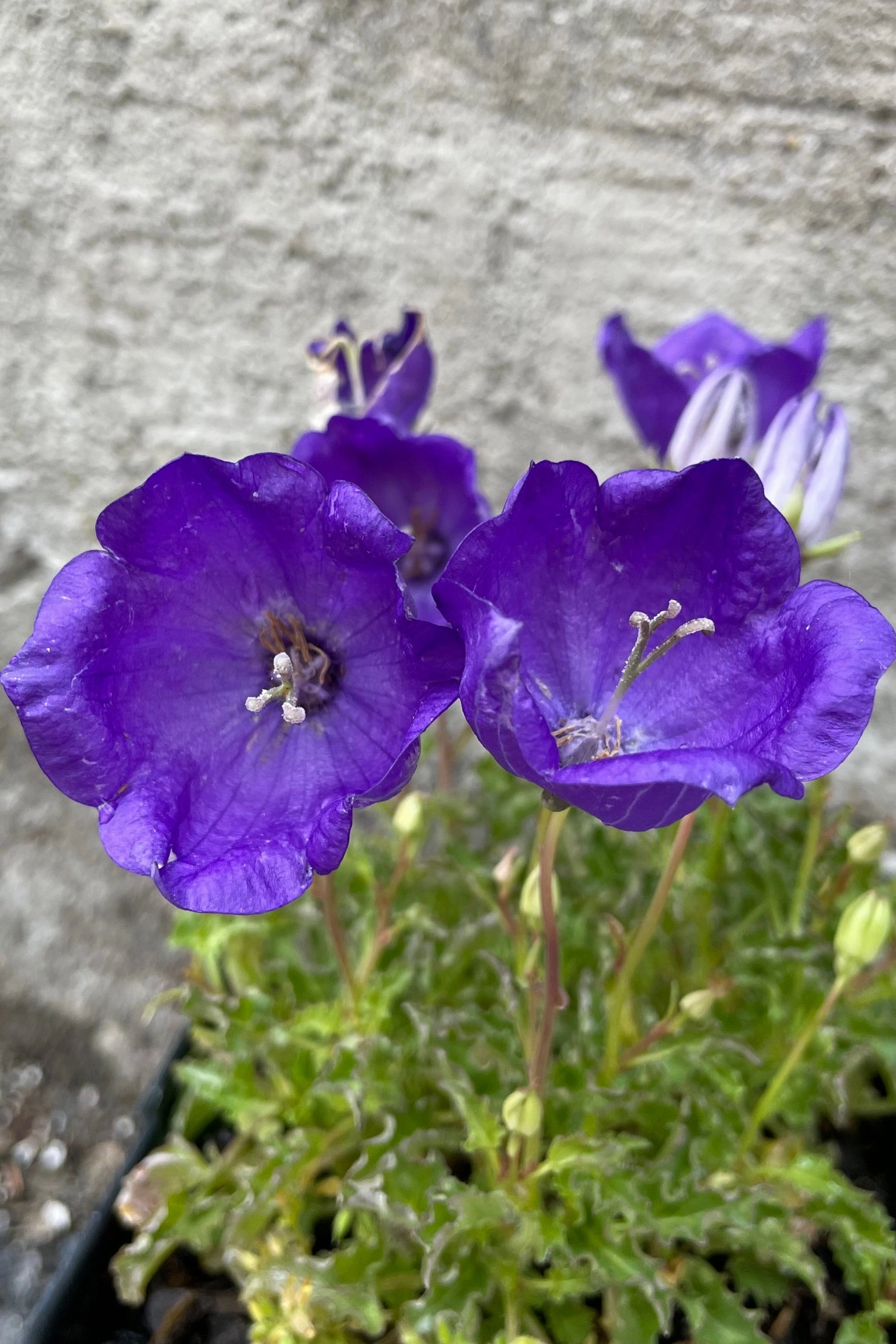 Campanula 'Pearl Deep Blue' 1qt decorative flowerpot  
