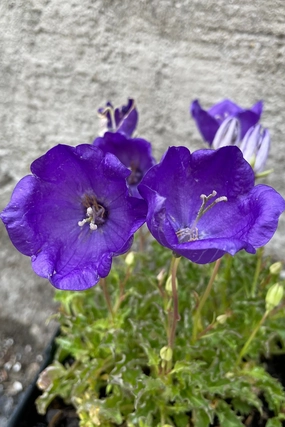 Campanula 'Pearl Deep Blue' 1qt decorative flowerpot  