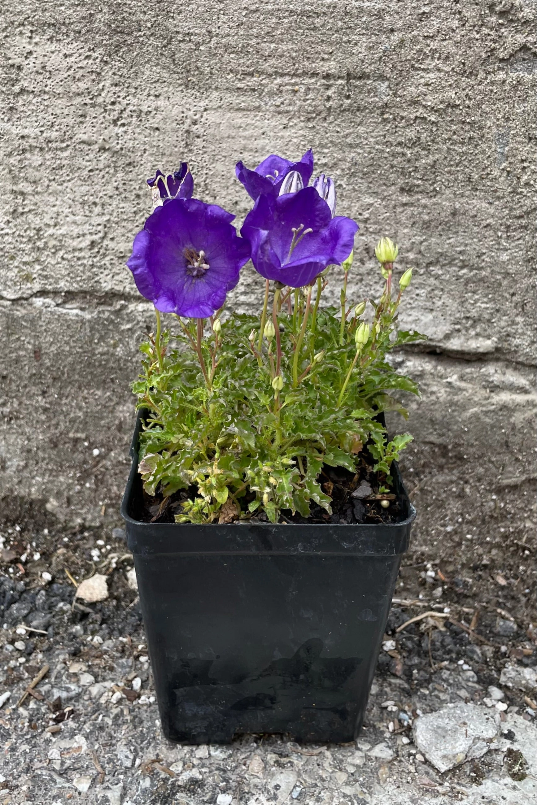 Campanula 'Pearl Deep Blue' 1qt